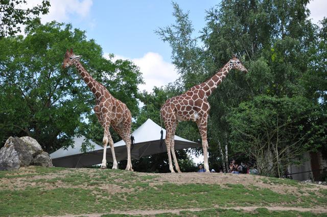 min 2013 07 06 beauval 086